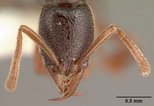 Emeryopone buttelreepeni - CASENT0101953