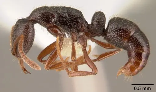 Emeryopone buttelreepeni - CASENT0101953