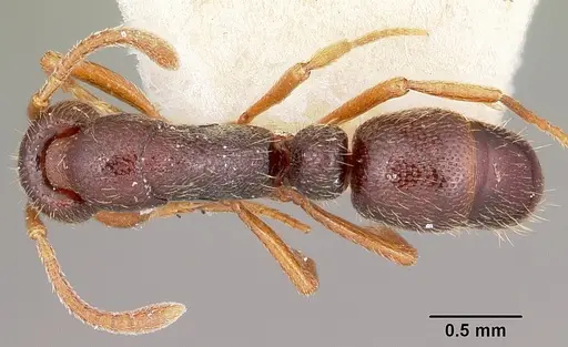 Emeryopone buttelreepeni - CASENT0104586