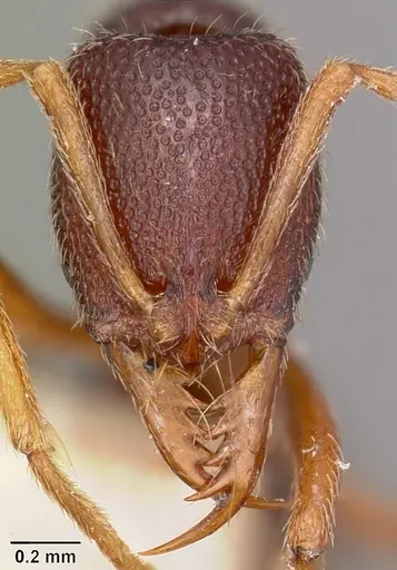 Emeryopone buttelreepeni - CASENT0104586