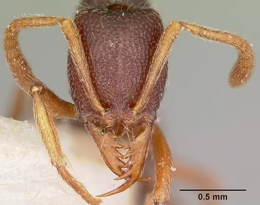 Emeryopone buttelreepeni - CASENT0104586