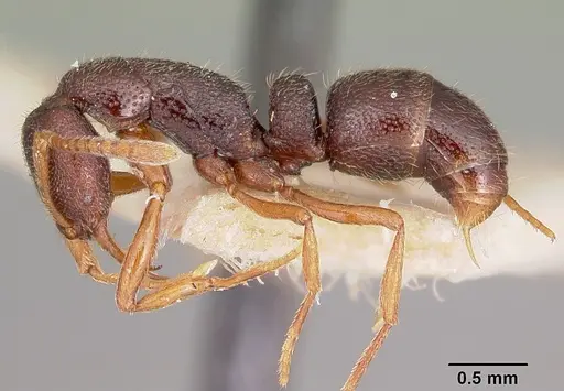 Emeryopone buttelreepeni - CASENT0104586