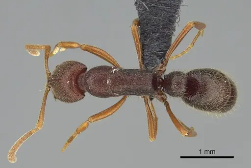 Emeryopone buttelreepeni - CASENT0131922