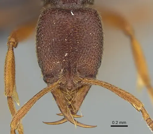 Emeryopone buttelreepeni - CASENT0131922