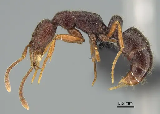 Emeryopone buttelreepeni - CASENT0131922