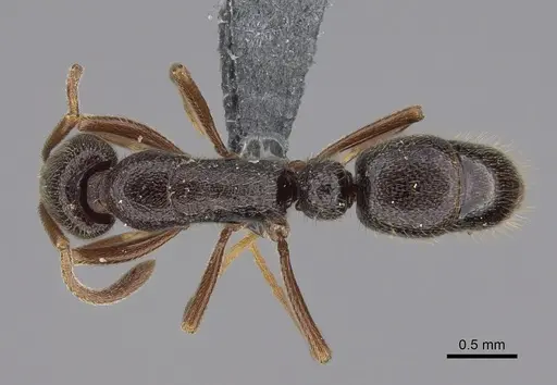 Emeryopone buttelreepeni - CASENT0353563