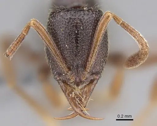 Emeryopone buttelreepeni - CASENT0353563