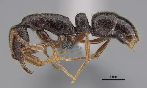 Emeryopone buttelreepeni - CASENT0353563