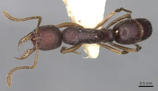 Emeryopone franzi specimen