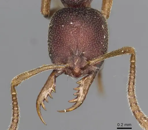 Emeryopone franzi specimen