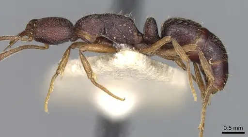 Emeryopone franzi specimen