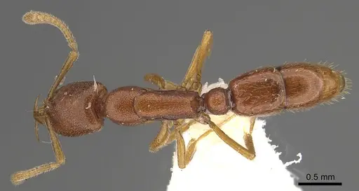 Emeryopone loebli specimen