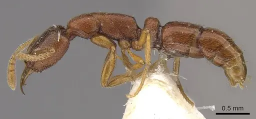 Emeryopone loebli specimen