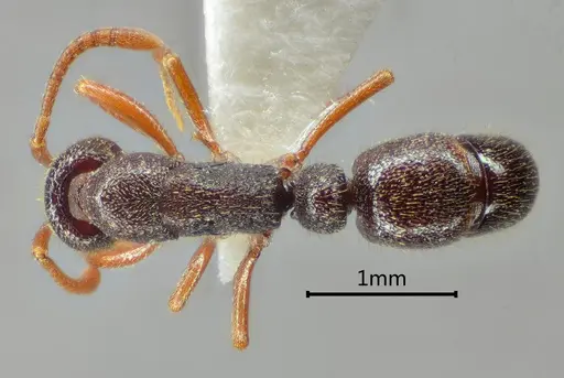 Emeryopone melaina specimen