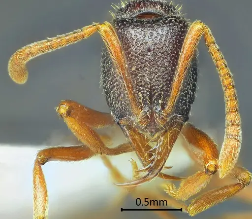 Emeryopone melaina specimen