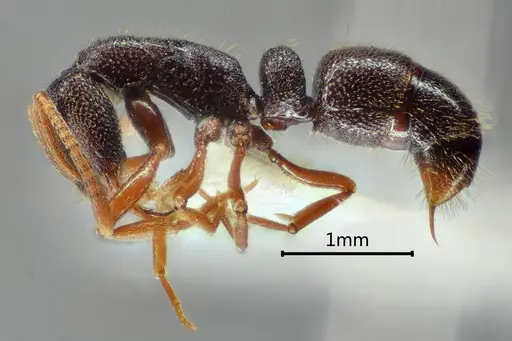 Emeryopone melaina specimen