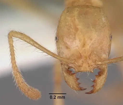 Epelysidris brocha specimen