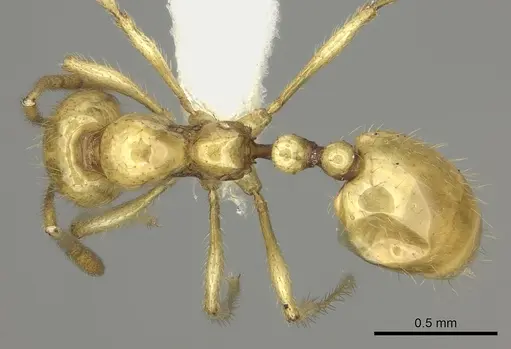 Epelysidris brocha - CASENT0616568