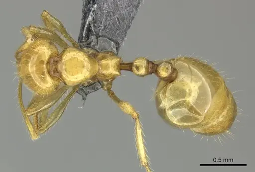 Epelysidris brocha - CASENT0616568