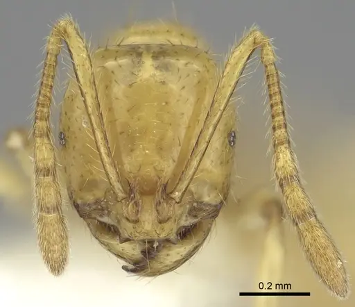 Epelysidris brocha - CASENT0616568