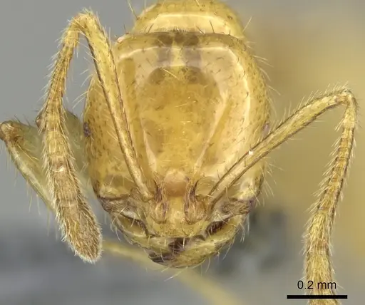 Epelysidris brocha - CASENT0616568