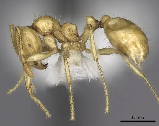 Epelysidris brocha - CASENT0616568