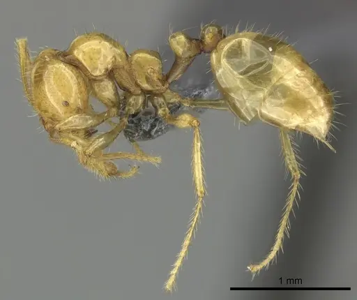 Epelysidris brocha - CASENT0616568