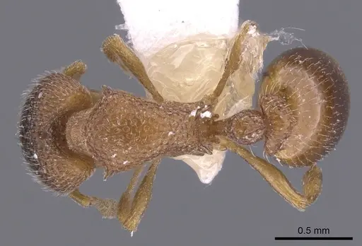 Epopostruma alata specimen