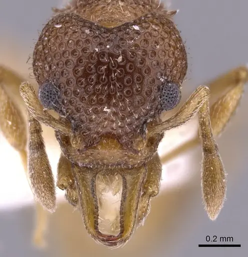 Epopostruma alata specimen