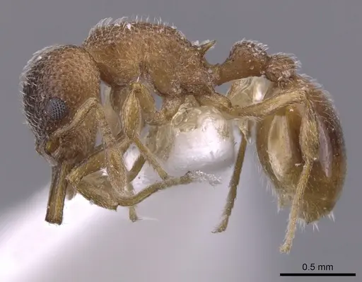 Epopostruma alata specimen