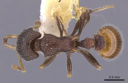 Epopostruma angela specimen