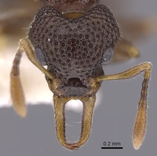 Epopostruma angela specimen