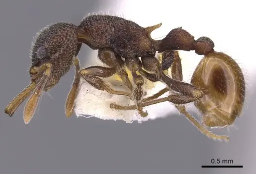 Epopostruma angela specimen