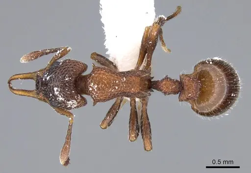 Epopostruma areosylva specimen