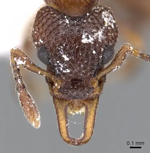 Epopostruma areosylva specimen