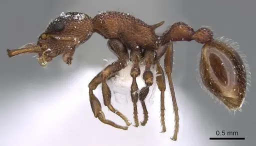 Epopostruma areosylva specimen