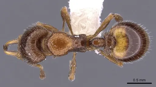 Epopostruma avicula specimen