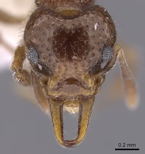 Epopostruma avicula specimen