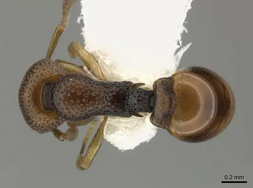 Epopostruma curiosa specimen