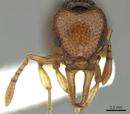 Epopostruma curiosa specimen