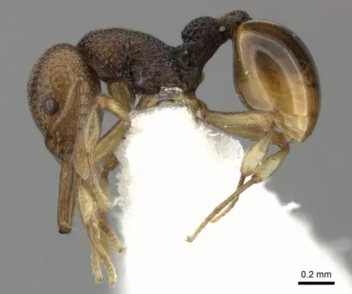 Epopostruma curiosa specimen