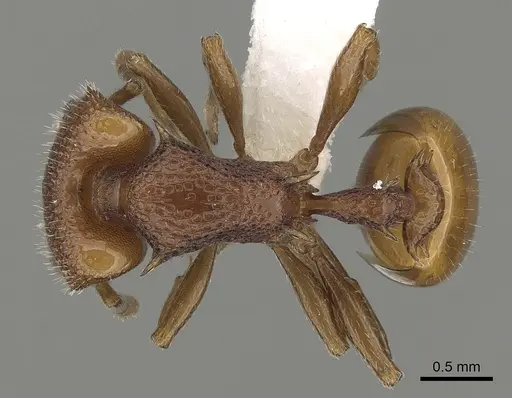 Epopostruma frosti specimen