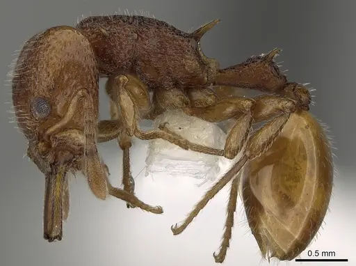 Epopostruma frosti specimen