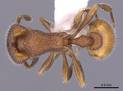 Epopostruma infuscocephala specimen