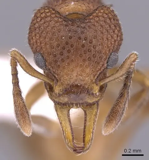 Epopostruma infuscocephala specimen