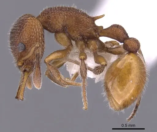 Epopostruma infuscocephala specimen