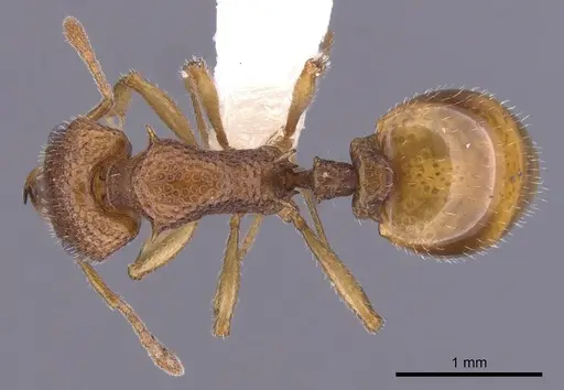 Epopostruma mercurii specimen