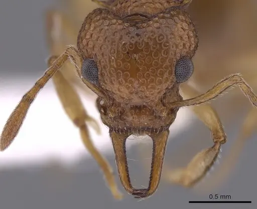 Epopostruma mercurii specimen