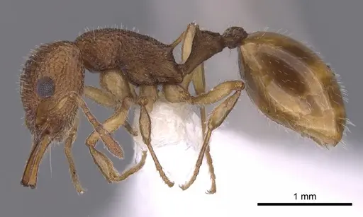 Epopostruma mercurii specimen