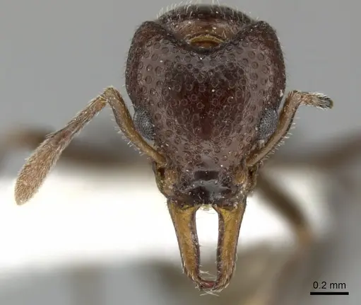 Epopostruma monstrosa specimen